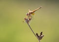 libellula dorata sopra un ramo secco Royalty Free Stock Photo