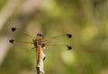 Libellula fulva