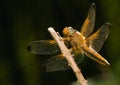 Libellula fulva