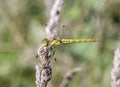 Libellula fulva the scarce chaser dragonfly