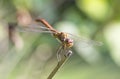 Libellula fulva the scarce chaser dragonfly