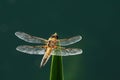 Libellula quadrimaculata dragonfly