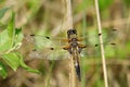 Libellula quadrimaculata Royalty Free Stock Photo