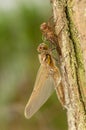 Libellula quadrimaculata