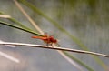 Libellula saturata