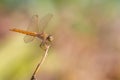 Libellulidae dragonfly perching on a perch with blurred background Royalty Free Stock Photo