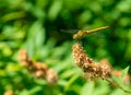 Libellulidae dragonfly resting on a leaf Royalty Free Stock Photo