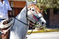 El Tope, the Costa Rican National Day of Horsesman in Liberia Royalty Free Stock Photo