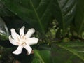 Liberian coffee tree flower Royalty Free Stock Photo