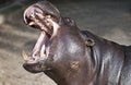 Liberian Hippo (Hexaprotodon liberiensis) Royalty Free Stock Photo