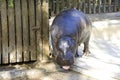 The Liberian pygmy hippopotamus nostrils fangs reserve Africa Royalty Free Stock Photo