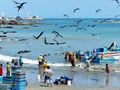 Fishermen unload a fish catch, Ecuador Royalty Free Stock Photo