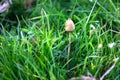 A liberty cap mushroom Psilocybe semilanceata