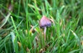 A liberty cap mushroom Psilocybe semilanceata