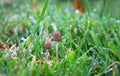 A liberty cap mushroom Psilocybe semilanceata