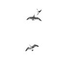Liberty flying seagulls