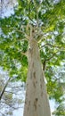 The Libidibia ferrea tree, or formerly caesalpinia ferrea, is known as a tree with a strong trunk and grows big and tall Royalty Free Stock Photo