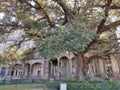 The library building on the back of the big tree