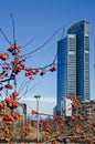 Library of trees, the new Milan park overlooking the Palazzo della Regione Lombardia, skyscraper. Lombardy, Italy. Bam. Royalty Free Stock Photo