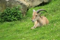 Libyan barbary sheep Royalty Free Stock Photo