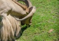Libyan barbary sheep eat grass in Wroclaw Zoo in summer. Royalty Free Stock Photo