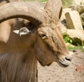 Libyan barbary sheep in Wroclaw Zoo in summer. Close up. Portrait Royalty Free Stock Photo