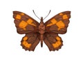 Libythea celtis, nettle-tree butterfly species drawn in vintage detailed style. Realistic flying insect, beautiful moth