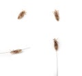 Lice Royalty Free Stock Photo