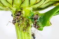 Lice and Ants Royalty Free Stock Photo