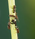 Lice and Ants Royalty Free Stock Photo