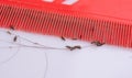 Lice in hair and comb