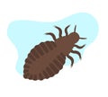Lice Insect Royalty Free Stock Photo