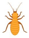 Lice Insect Vector Royalty Free Stock Photo