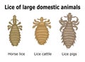 Lice of large domestic animals