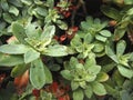 Lice on Sedum palmeri plant