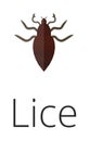 Lice skin parasite insect bug . Royalty Free Stock Photo