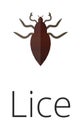 Lice skin parasite insect bug .