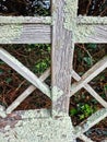 Licen growing on a old bench in a english country garden uk Royalty Free Stock Photo