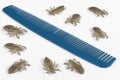 Lices on comb Royalty Free Stock Photo