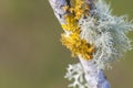 Lichen Royalty Free Stock Photo