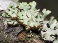 Lichen