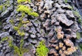 Lichen Royalty Free Stock Photo
