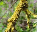 Lichen Royalty Free Stock Photo