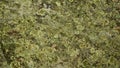Lichen, Anthoceros and moss growing on stone Royalty Free Stock Photo