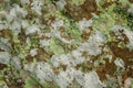 Lichen, Anthoceros and moss growing on stone Royalty Free Stock Photo