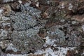 Lichen on ash bark Royalty Free Stock Photo