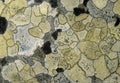 Lichen background Royalty Free Stock Photo