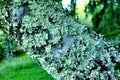 Lichen Background Royalty Free Stock Photo