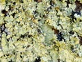 Lichen Background Royalty Free Stock Photo