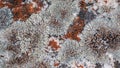 lichen background on the rock, orange and gray texture Royalty Free Stock Photo